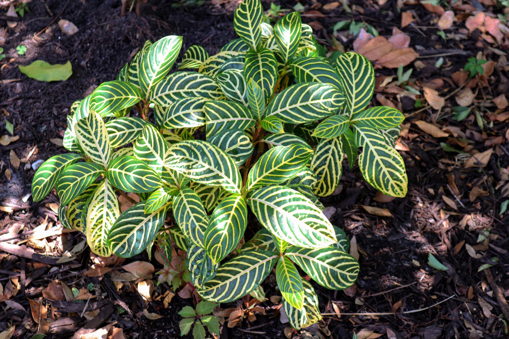 05 beautiful plants for fort myers
